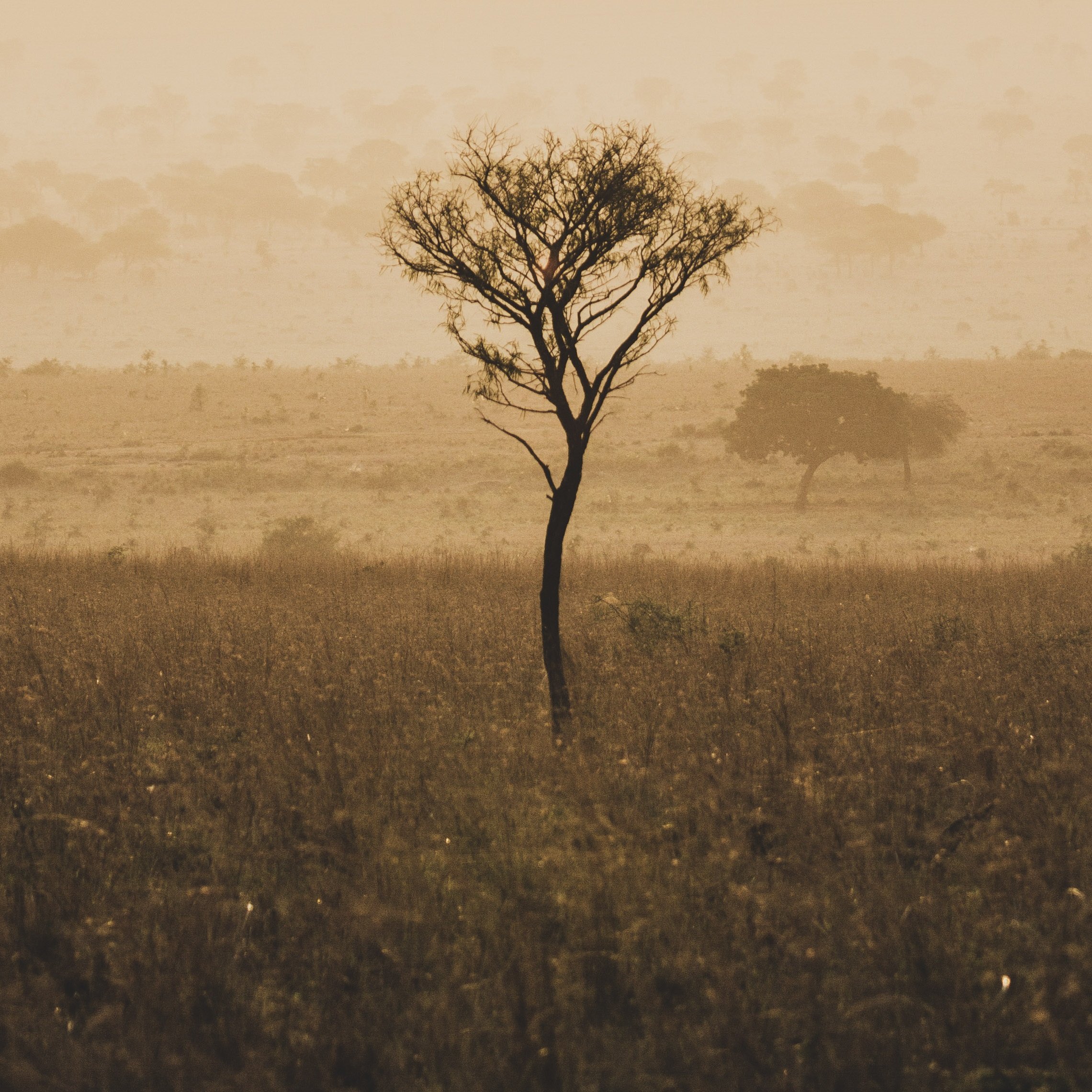 Einzelner Baum im Abendlicht im Kidepo Nationalpark