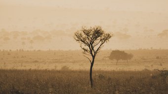Einzelner Baum im Abendlicht im Kidepo Nationalpark