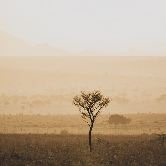 Einzelner Baum im Abendlicht im Kidepo Nationalpark