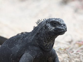 Meerechse in Galapagos