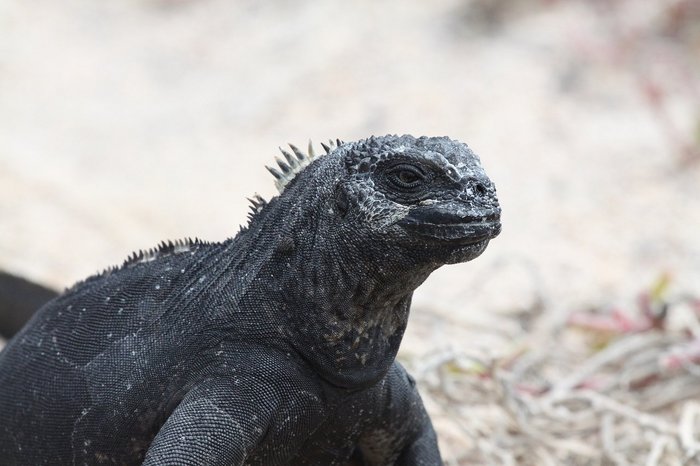 Meerechse in Galapagos