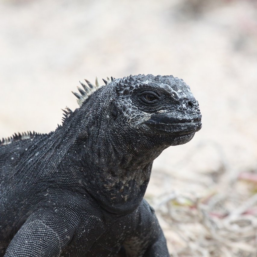 Meerechse in Galapagos