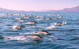 Springende Delfine von einem Boot aus