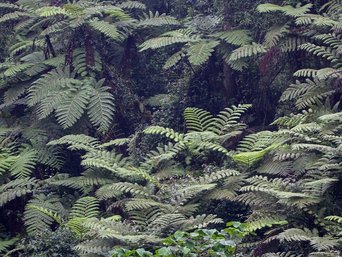 Nebel im Regenwald von Uganda