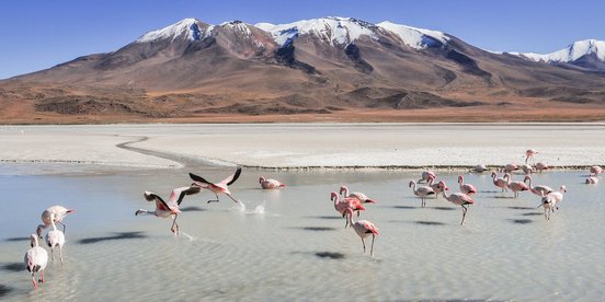 Rosaflamingos in einem See in Bolivien