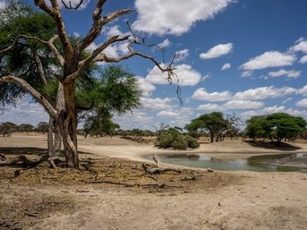 Ein Wasserloch im Tarangire Nationalpark in Tansania.