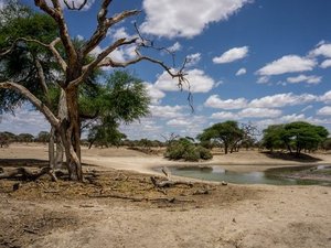 Ein Wasserloch im Tarangire Nationalpark in Tansania.