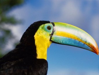 Nahaufnahme eines Fischertukans in Panama.