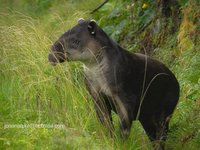Ein Tapir im einer hohen Wiese in Costa Rica