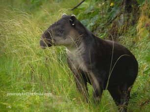 Ein Tapir im einer hohen Wiese in Costa Rica