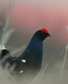 Birkhahn in der Abenddämmerung