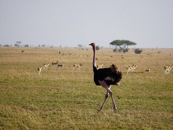 Ein Strauß in der Serengeti.