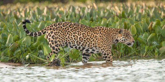 Prächtiger Jaguar im knöchelhohen Wasser eines Flusses im Amazonas