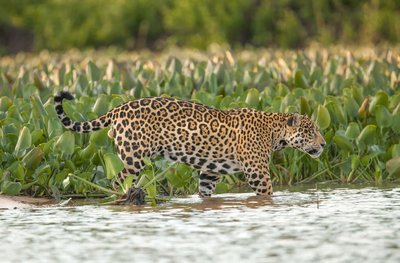 Prächtiger Jaguar im knöchelhohen Wasser eines Flusses im Amazonas