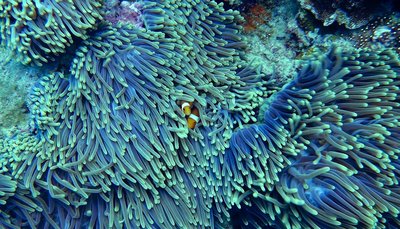 Clownfische in einer Anemone beim Schnnorcheln im Meer