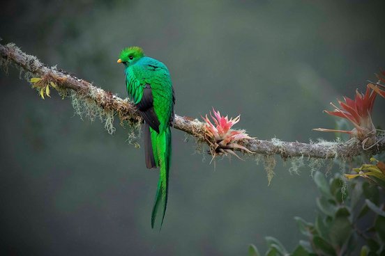 Costa Rica Reise - Juwelen des Dschungels