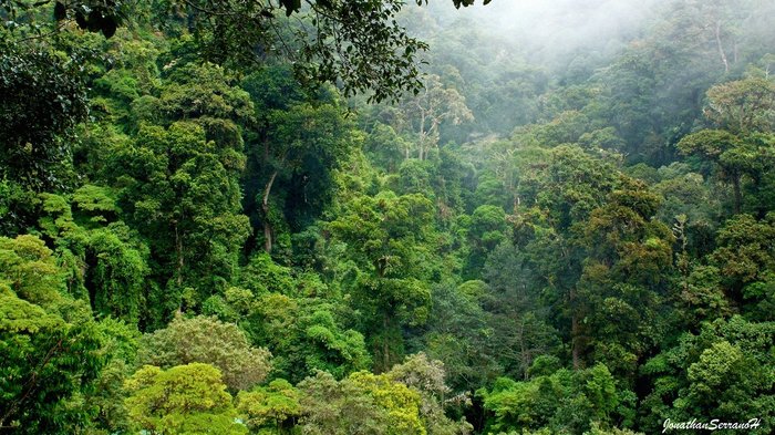 Der Regenwald von Monteverde, auch Nebelwald genannt.