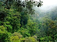 Der Regenwald von Monteverde, auch Nebelwald genannt.