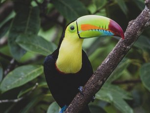 Nahaufnahme eines Fischertukans in Costa Rica