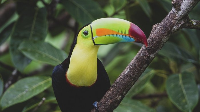 Nahaufnahme eines Fischertukans in Costa Rica