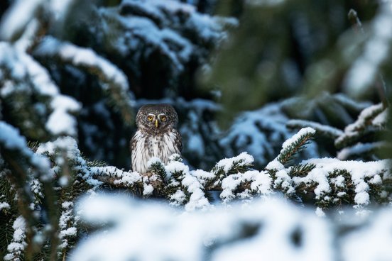 Sperlingskauz im Schnee