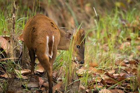 Ein Schweinshirsch läuft durchs Unterholz