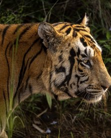 Indien Tiger Profil eines Tigers