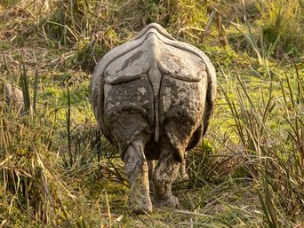 Panzernashorn Rückansicht