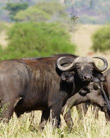 Uganda Büffel Büffel im Gras