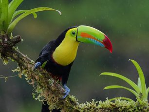 Fischertukan mit buntem Schnabel auf einem Ast