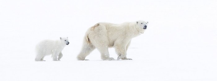 Spitzbergen Eisbären im Schnee