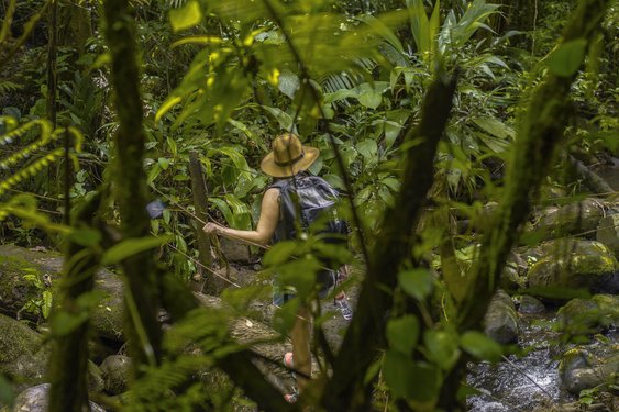 Frau auf einem Wanderweg der La Tigra Rainforest Lodge überquert einen kleinen Bach