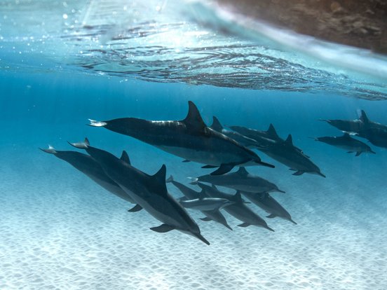 Dominikanische Republik Delfine Defline unterwasser