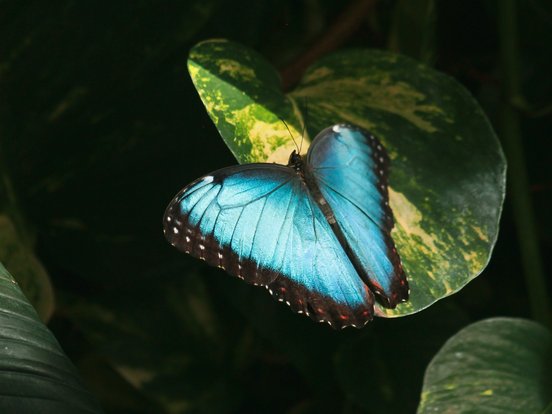 Blauer Morpho auf einem Blatt