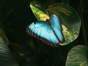 Blauer Morpho auf einem Blatt