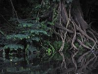 Baumwurzel die in den Fluss des Amazonas wächst und sich spiegelt.