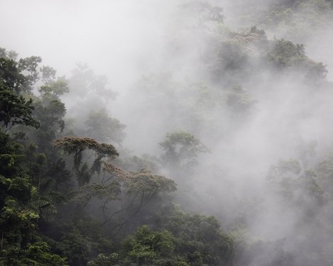 Wolken im Regenwald