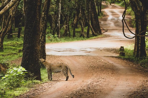 Ceylon Leopard auf einer Dschungelstraße in Sri Lanka