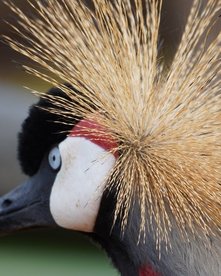 Nahaufnahme eines Kronenkranichs