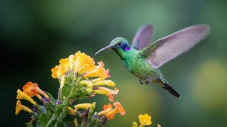 Kolibri fliegt vor einer Blume