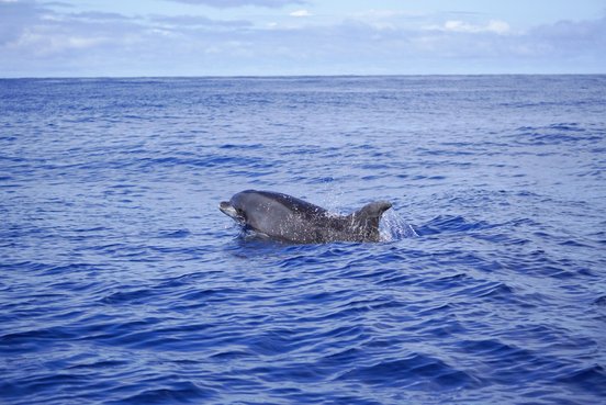 Großer Tümmler im Meer vor den Azoren