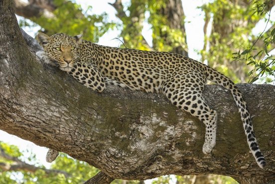 Leopard auf einem Baum