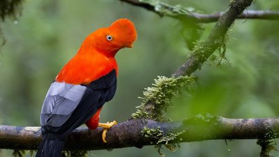 Andenfelsenhahn, Cock of the Rock, orangender Vogel auf einem Ast