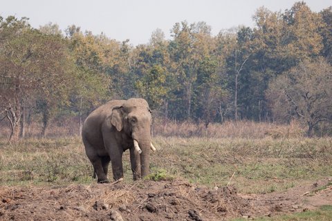 Ein männlicher asiatischer Elefant steht auf einer Wiese