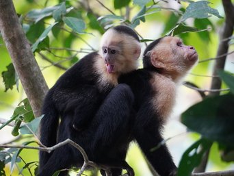 Ein junger Kapuzineraffe sitzt auf dem Rücken seiner Mutter und streckt die Zunge heraus.