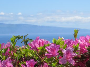 Pink blühende Azaleen in Nahaufnahme