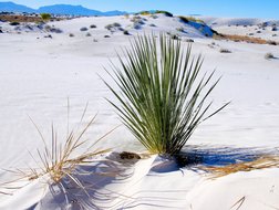 Yucca in der Wüste Mexikos