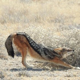 Namibia Feedback