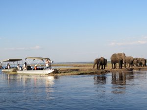 Bei einer Bootsfahrt Elefanten am Fluss beobachten.