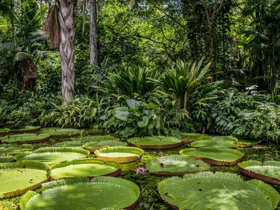 Riesige Seerosenblätter auf einem Fluss im Amazonas